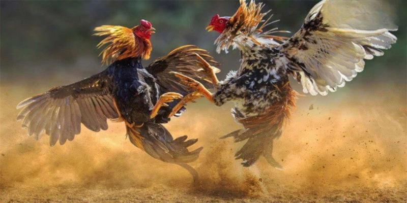 Đá gà trực tiếp tại 33WIN được nhiều cược thủ yêu mến và tin tưởng