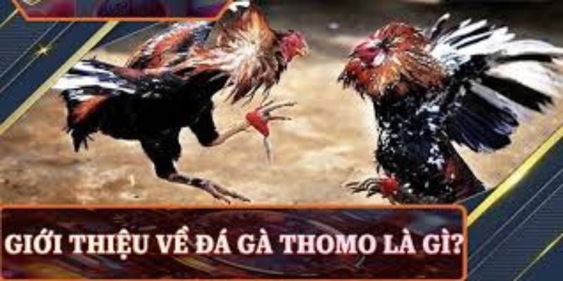 Giới thiệu về đá gà trực tiếp tại 33WIN