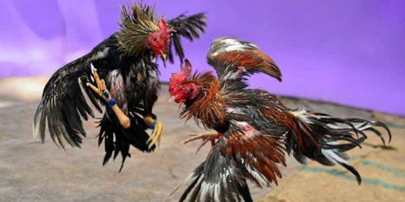 Ưu điểm đặc biệt của đá gà trực tiếp 33WIN